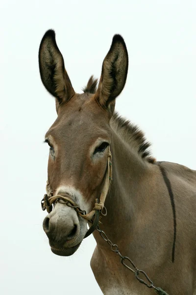 Donkey in the fields — Stock Photo, Image