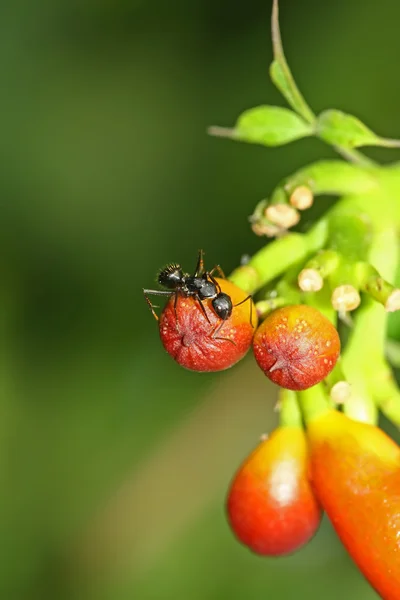 Küçük karıncalar ve kırmızı çiçekler — Stok fotoğraf