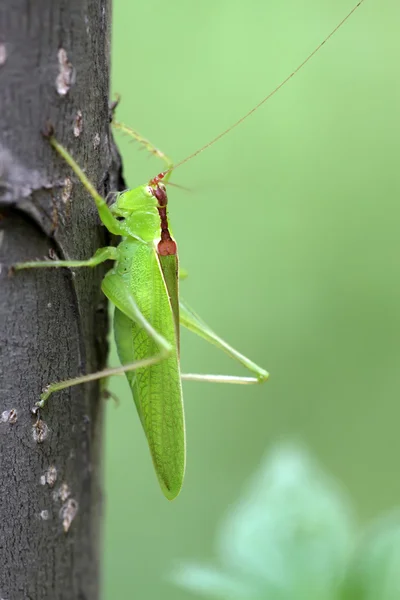 Insecten — Stockfoto