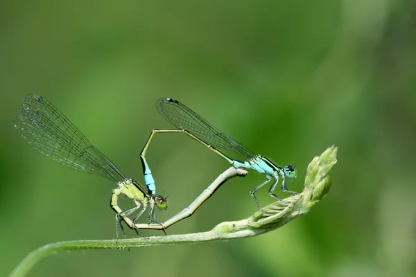 Dragonfly — Stock Photo, Image