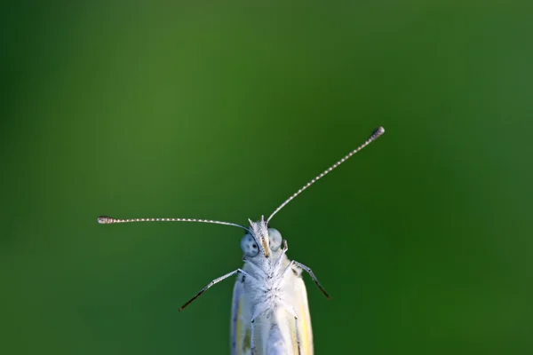 Motýl rysy — Stock fotografie