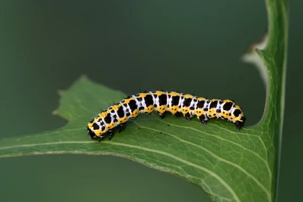 Vlinder larve - caterpillar — Stockfoto