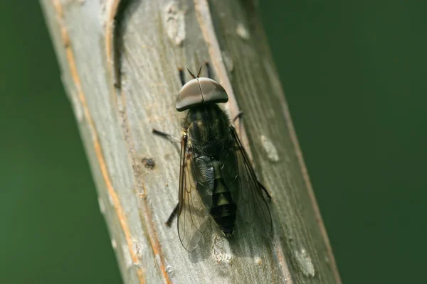 Insetti mosche — Foto Stock