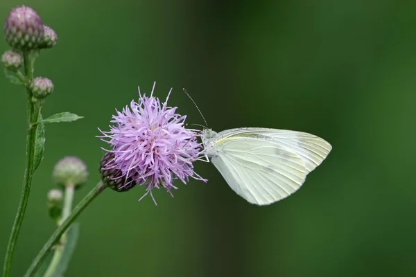 Biały motyl — Zdjęcie stockowe