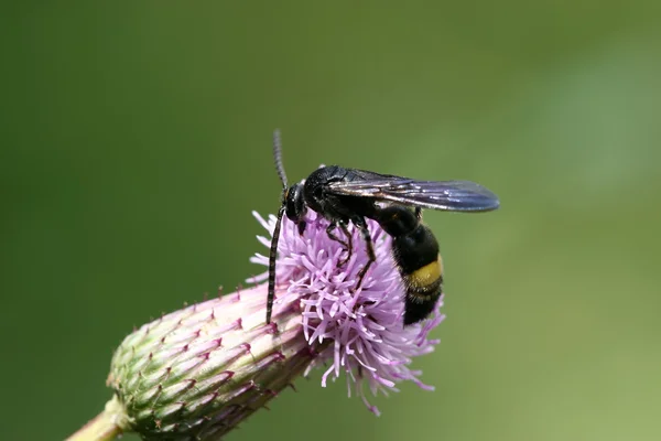 Pszczoła miód poszukiwać na kwiat — Zdjęcie stockowe
