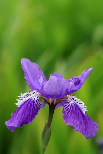 Blauwe iris bloemen — Stockfoto