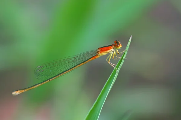 Libellula — Foto Stock