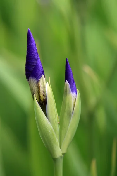 Kwiaty niebieskie tęczówki — Zdjęcie stockowe