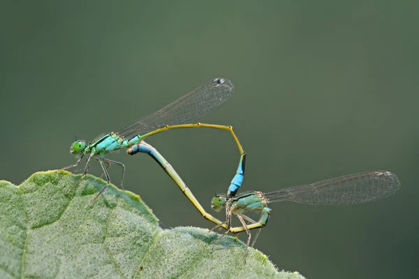 Dragonflies în dragoste — Fotografie, imagine de stoc