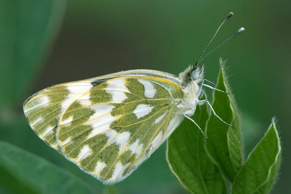 Caratteristiche della farfalla — Foto Stock