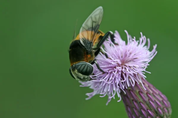 Syrphidae na kwiat — Zdjęcie stockowe