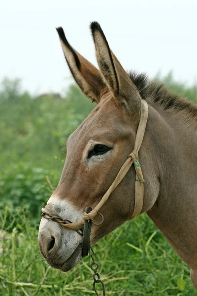 Ezel in de velden — Stockfoto