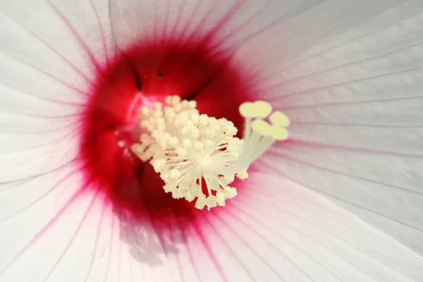 Hibiscus kwai fleurs — Photo