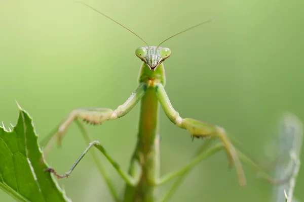 Closeup kudlanka — Stock fotografie