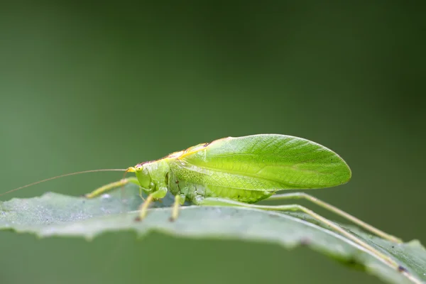 Insectos —  Fotos de Stock