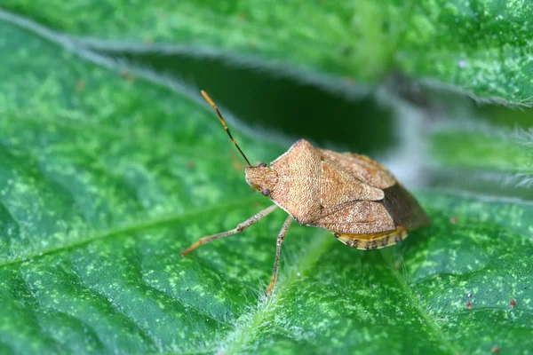 Stinkbug — Zdjęcie stockowe