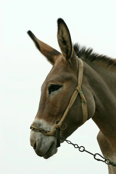 Esel auf den Feldern — Stockfoto