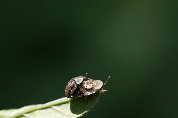 Cassida nebulosa — Stockfoto