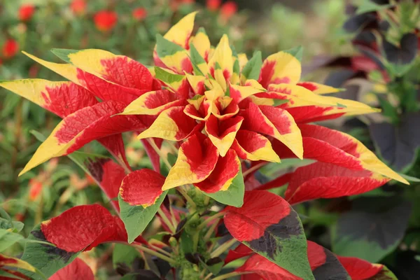 Hojas y flores — Foto de Stock