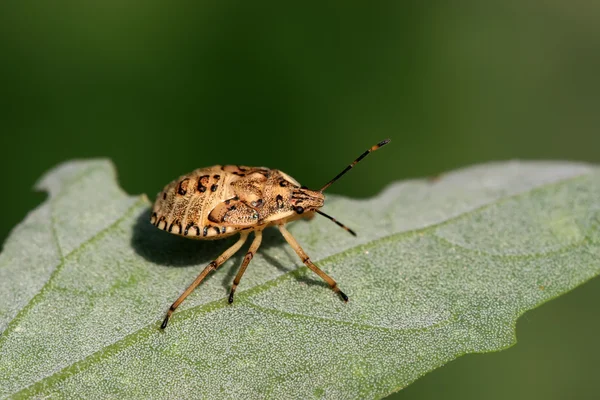 Stinkwanze — Stockfoto