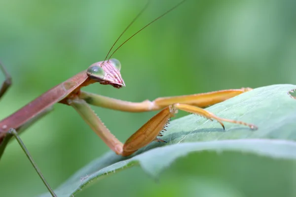 Mantis op groen blad — Stockfoto