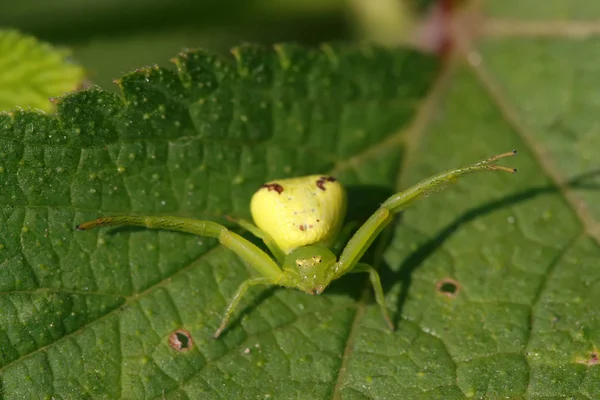 Aranha de caranguejo — Fotografia de Stock