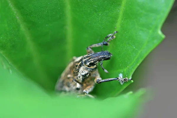 O Weevil — Fotografia de Stock