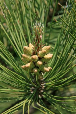 pine flowers clipart