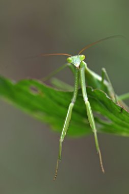 closeup Mantis