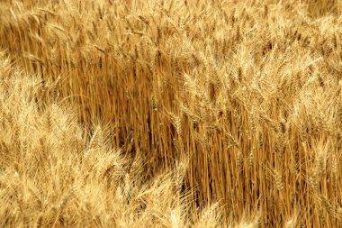 Olgun buğday