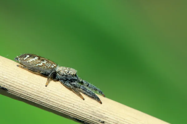 Aranha — Fotografia de Stock