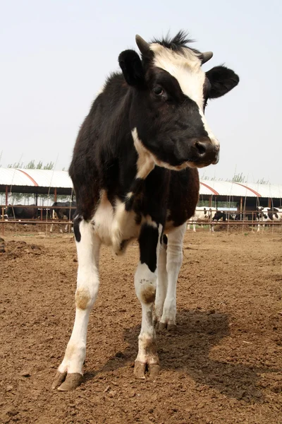 Holstein-Kühe auf einem Bauernhof in China — Stockfoto