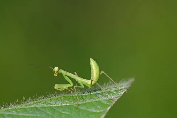 Mantis. — Fotografia de Stock