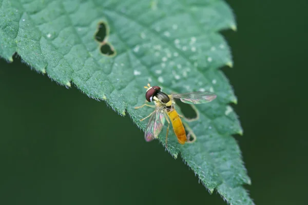 Syrphidae insects — Stock Photo, Image