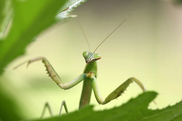 Närbild av mantis — Stockfoto