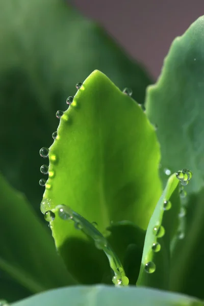 Goccia d'acqua nella foglia verde — Foto Stock