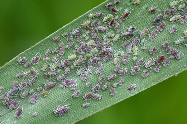 Pulgão na folha verde — Fotografia de Stock