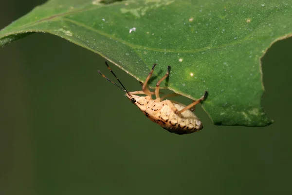 Stinkbug — Stock Photo, Image