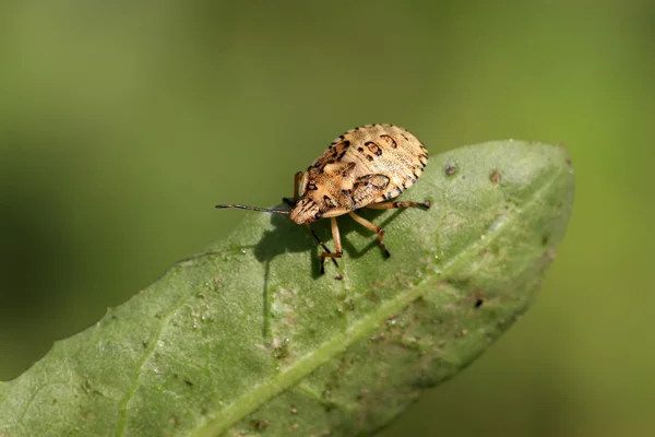 Stinkbug — Φωτογραφία Αρχείου