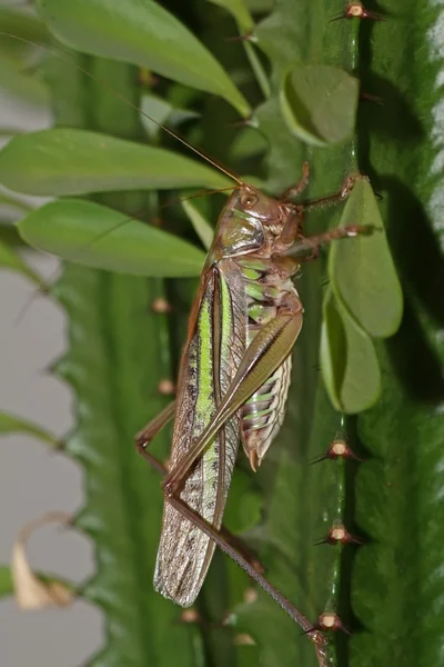 Insekten — Stockfoto