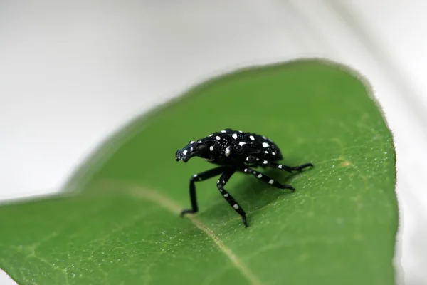 Fulgoroidea böcekler üzerinde yaprak yeşil — Stok fotoğraf