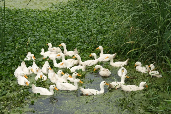 Patos no lago — Fotografia de Stock