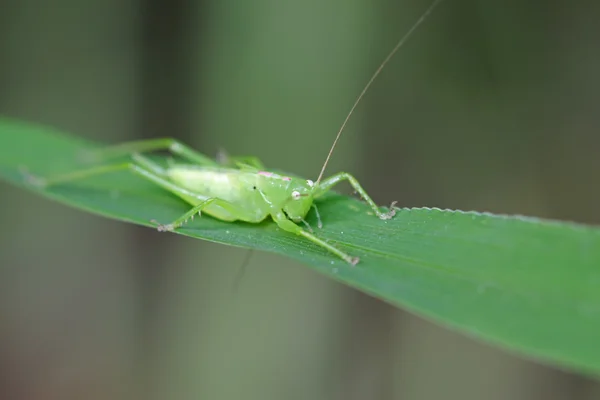 Πράσινο έντομα στα ζιζάνια — Φωτογραφία Αρχείου