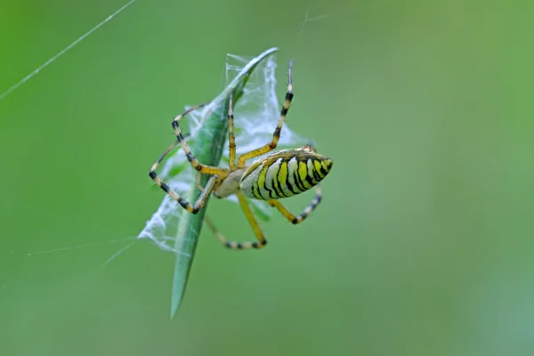 Spindel fånga johannesbröd — Stockfoto