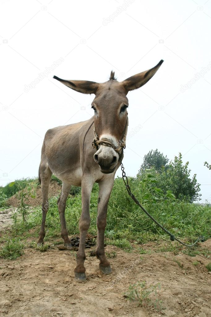 donkey in the fields