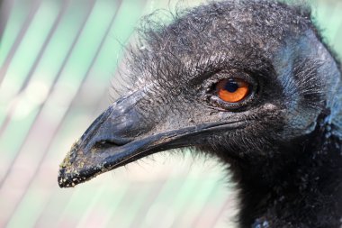 emu closeup
