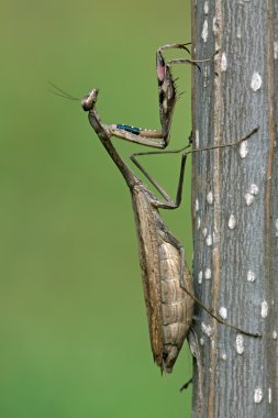 hamile mantis