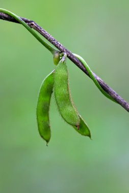 vahşi baklagiller bitki