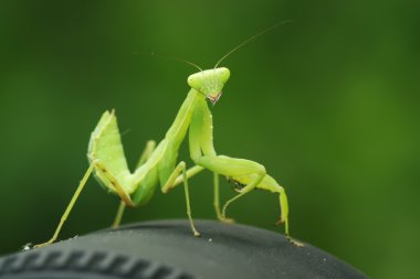 closeup Mantis