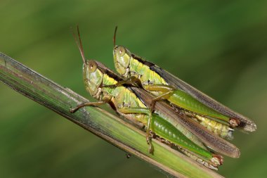 Locust çiftleşme